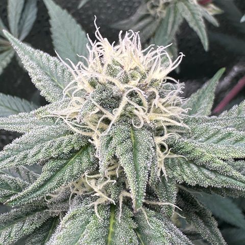 Watermelon Zkittlez 🍉🍭 growlog timeline photo