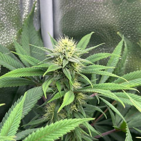 Pineapple Express 🍍 growlog timeline photo
