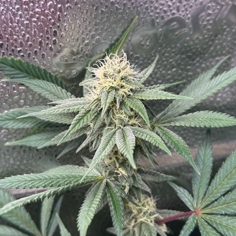 Watermelon Zkittlez 🍉🍭 growlog timeline photo