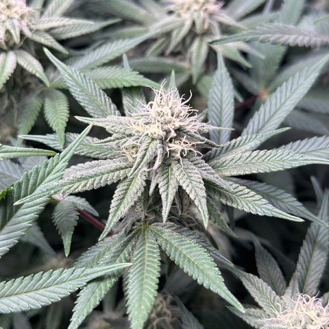 Watermelon Zkittlez 🍉🍭 growlog timeline photo