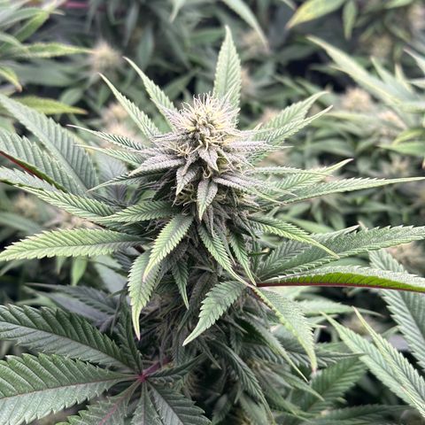 Pineapple Express 🍍 growlog timeline photo