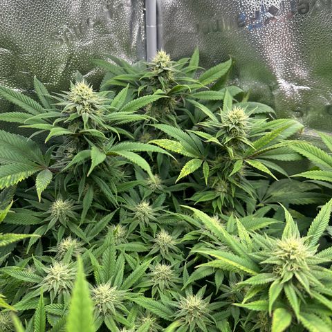 Pineapple Express 🍍 growlog timeline photo