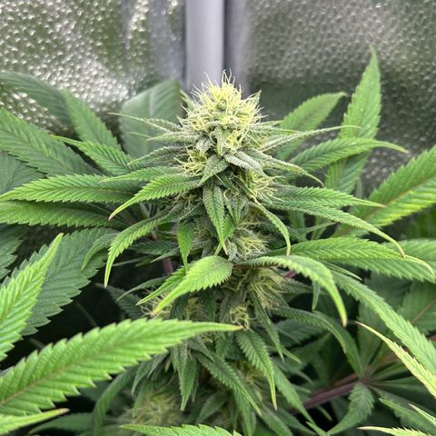 Pineapple Express 🍍 growlog timeline photo