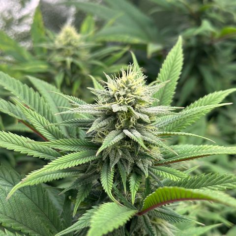 Pineapple Express 🍍 growlog timeline photo