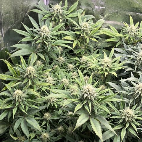 Pineapple Express 🍍 growlog timeline photo