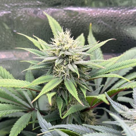 Pineapple Express 🍍 growlog timeline photo