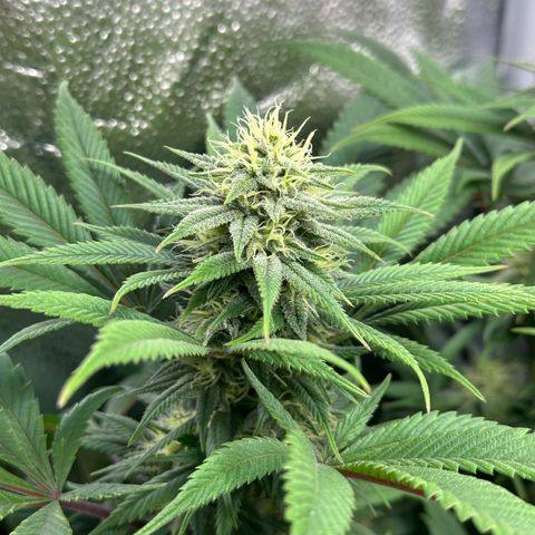Pineapple Express 🍍 growlog timeline photo