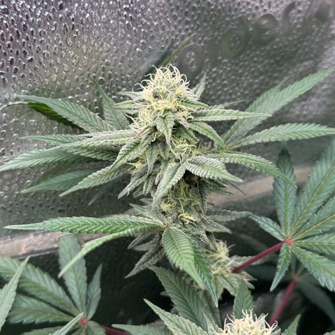 Watermelon Zkittlez 🍉🍭 growlog timeline photo