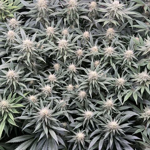 Lemon Cherry Gelato 🍋🍒 growlog timeline photo