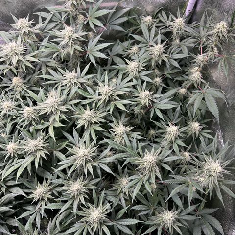 Watermelon Zkittlez 🍉🍭 growlog timeline photo