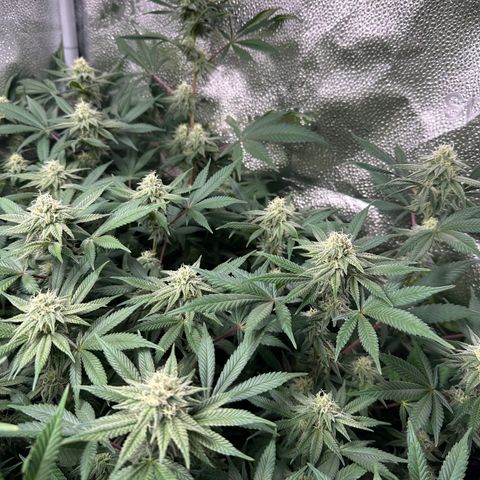 Watermelon Zkittlez 🍉🍭 growlog timeline photo