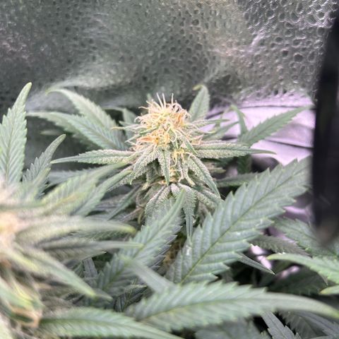 Lemon Cherry Gelato 🍋🍒 growlog timeline photo