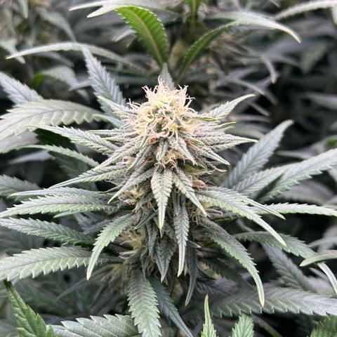 Lemon Cherry Gelato 🍋🍒 growlog timeline photo
