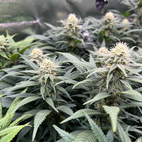 Lemon Cherry Gelato 🍋🍒 growlog timeline photo