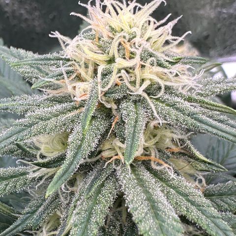Lemon Cherry Gelato 🍋🍒 growlog timeline photo