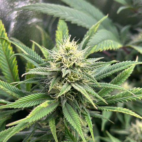 Pineapple Express 🍍 growlog timeline photo