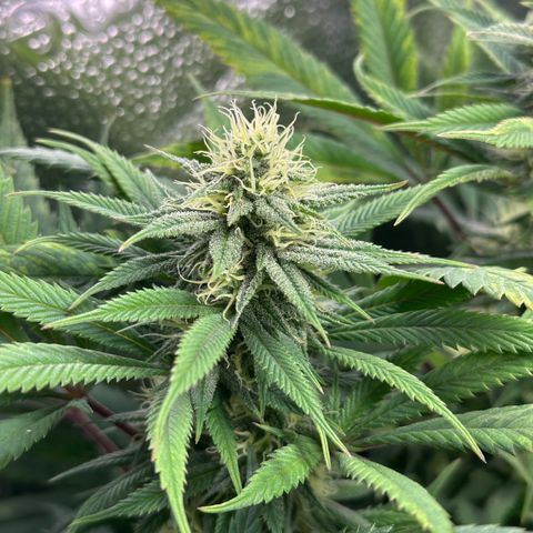 Pineapple Express 🍍 growlog timeline photo