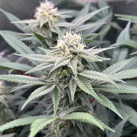 Watermelon Zkittlez 🍉🍭 growlog timeline photo