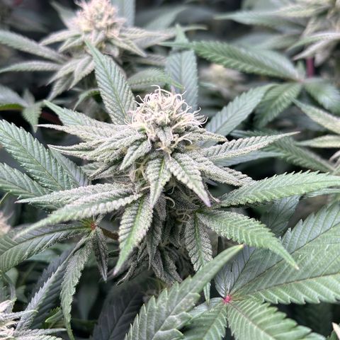 Watermelon Zkittlez 🍉🍭 growlog timeline photo