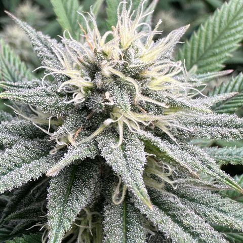 Pineapple Express 🍍 growlog timeline photo