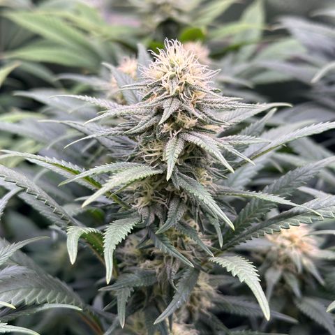 Lemon Cherry Gelato 🍋🍒 growlog timeline photo