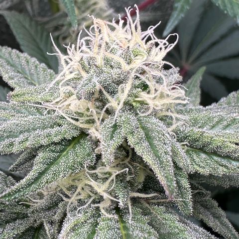 Watermelon Zkittlez 🍉🍭 growlog timeline photo
