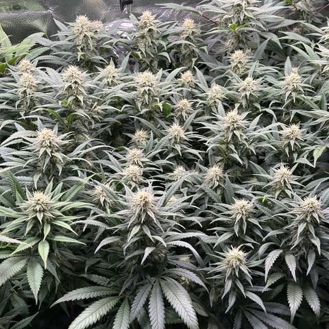 Lemon Cherry Gelato 🍋🍒 growlog timeline photo