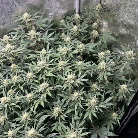 Watermelon Zkittlez 🍉🍭 growlog timeline photo