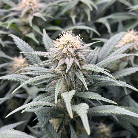 Lemon Cherry Gelato 🍋🍒 growlog timeline photo