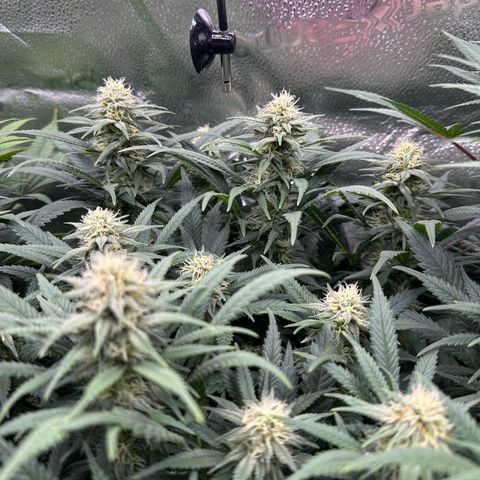 Lemon Cherry Gelato 🍋🍒 growlog timeline photo
