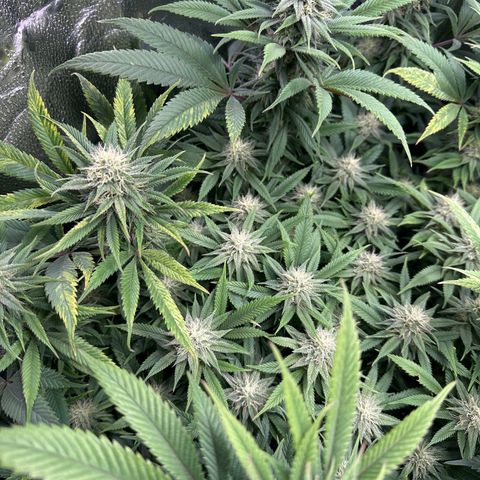 Pineapple Express 🍍 growlog timeline photo