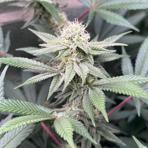 Watermelon Zkittlez 🍉🍭 growlog timeline photo