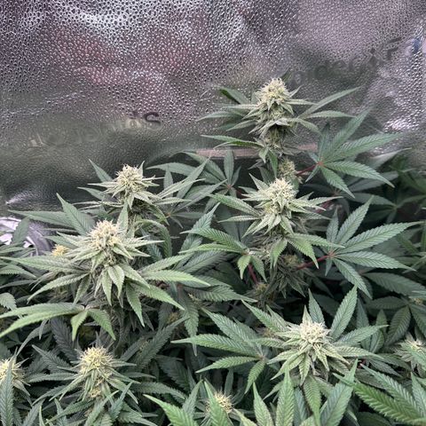 Watermelon Zkittlez 🍉🍭 growlog timeline photo