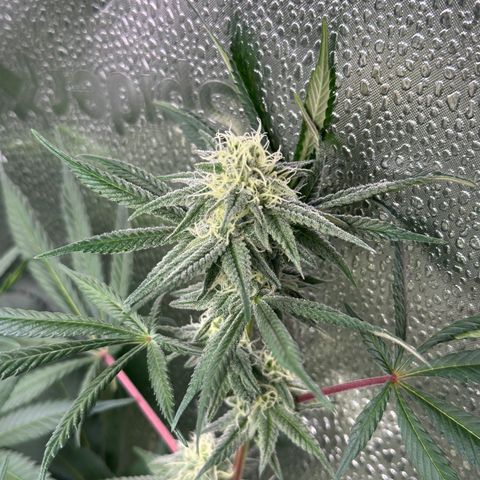Watermelon Zkittlez 🍉🍭 growlog timeline photo
