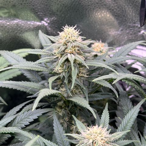 Lemon Cherry Gelato 🍋🍒 growlog timeline photo
