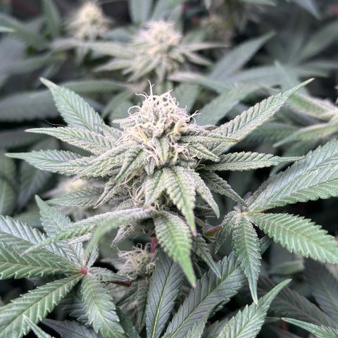Watermelon Zkittlez 🍉🍭 growlog timeline photo