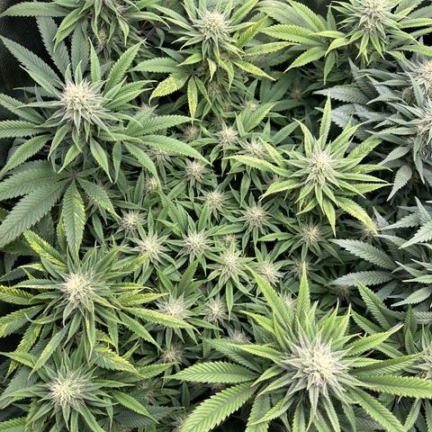Pineapple Express 🍍 growlog timeline photo