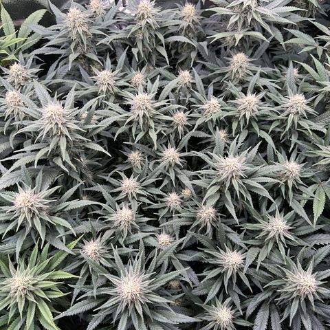 Lemon Cherry Gelato 🍋🍒 growlog timeline photo