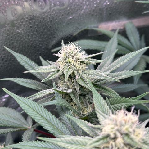 Watermelon Zkittlez 🍉🍭 growlog timeline photo