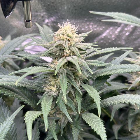 Lemon Cherry Gelato 🍋🍒 growlog timeline photo