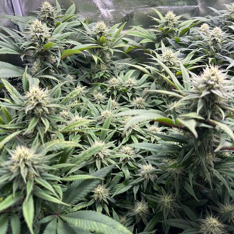 Pineapple Express 🍍 growlog timeline photo