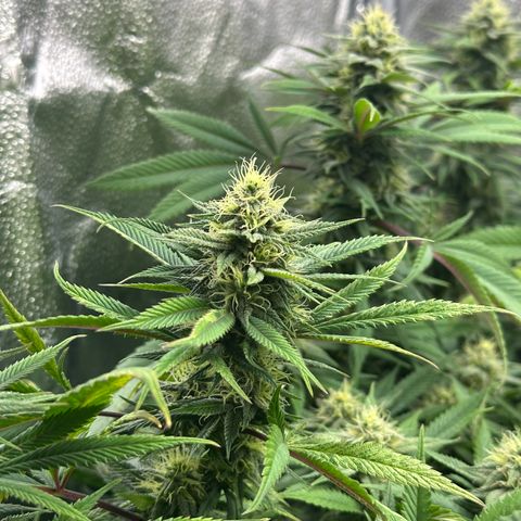 Pineapple Express 🍍 growlog timeline photo