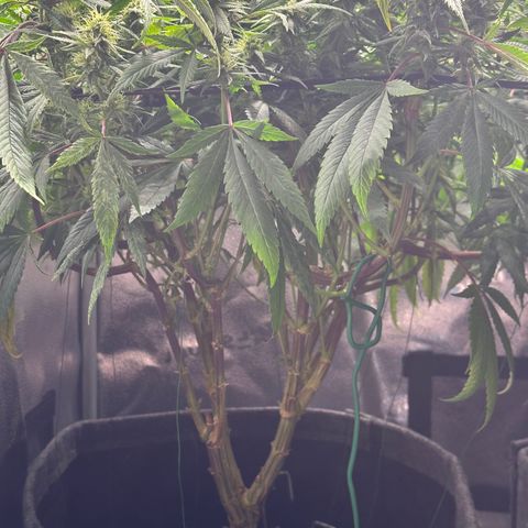 Pineapple Express 🍍 growlog timeline photo