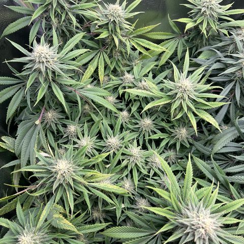 Pineapple Express 🍍 growlog timeline photo