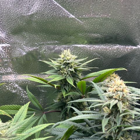 Pineapple Express 🍍 growlog timeline photo