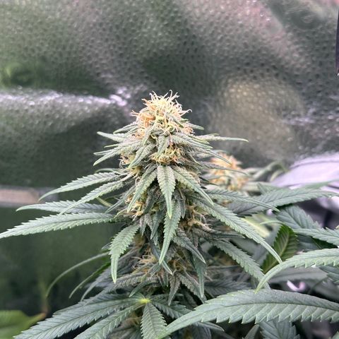 Lemon Cherry Gelato 🍋🍒 growlog timeline photo