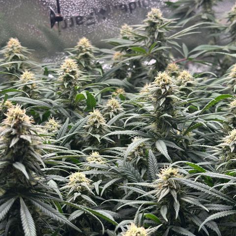Lemon Cherry Gelato 🍋🍒 growlog timeline photo