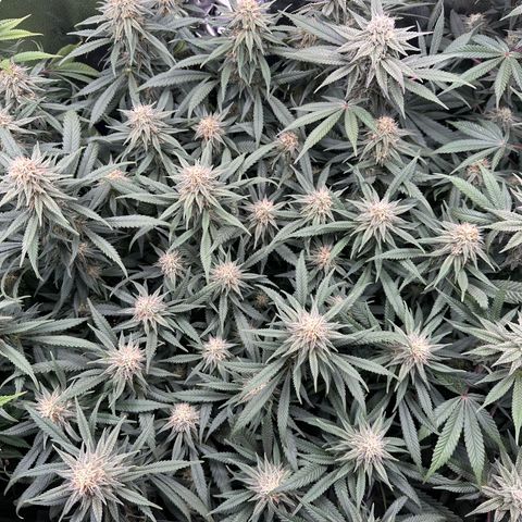 Lemon Cherry Gelato 🍋🍒 growlog timeline photo