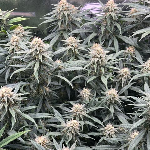 Lemon Cherry Gelato 🍋🍒 growlog timeline photo