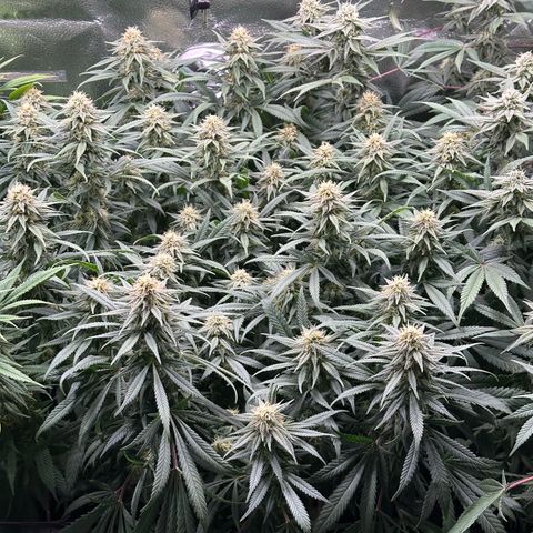 Lemon Cherry Gelato 🍋🍒 growlog timeline photo